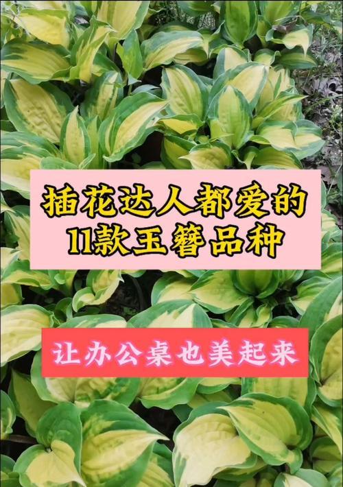 玉簪品种有哪些？它们的生长条件和特点是什么？