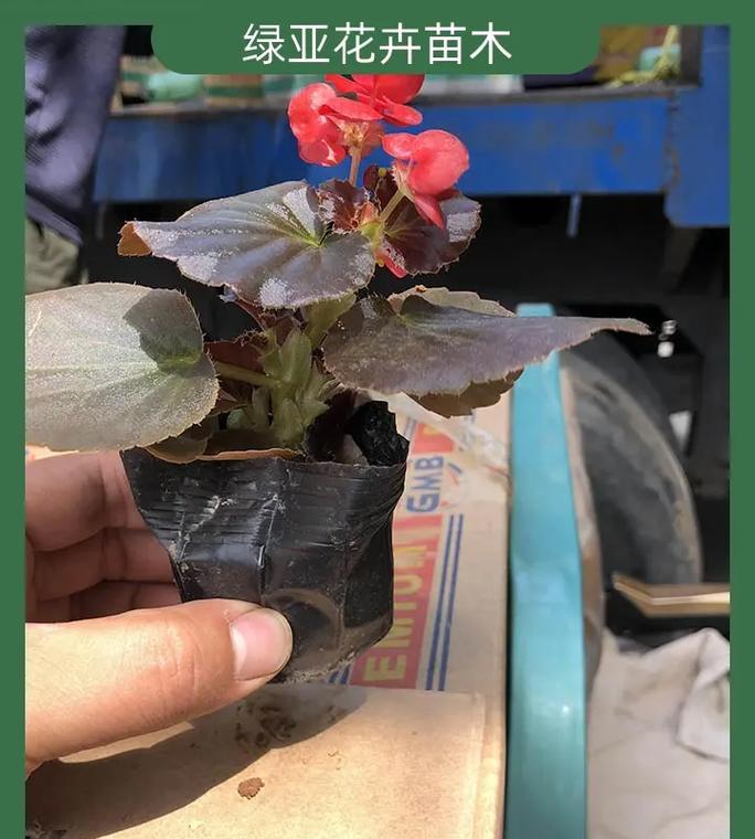 时令花卉品种选择指南？如何根据季节种植？