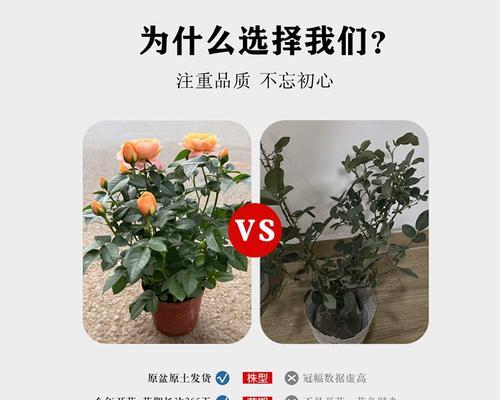 时令花卉品种选择指南？如何根据季节种植？