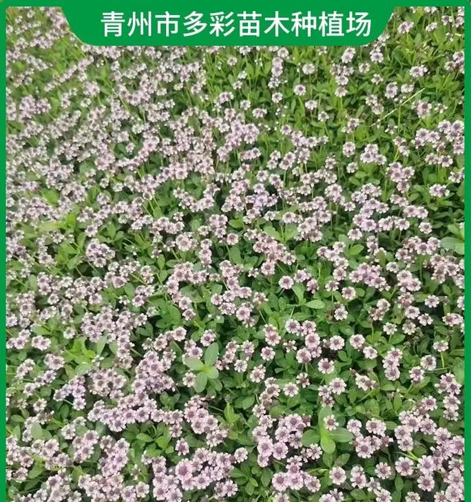 时令花卉品种选择指南？如何根据季节种植？