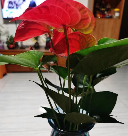 红掌有哪些品种？红掌品种的介绍和养护方法？