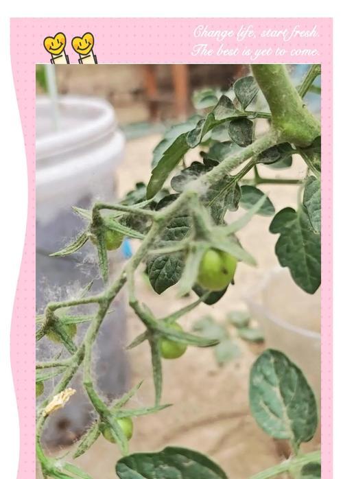 盆栽施肥过度后如何补救？