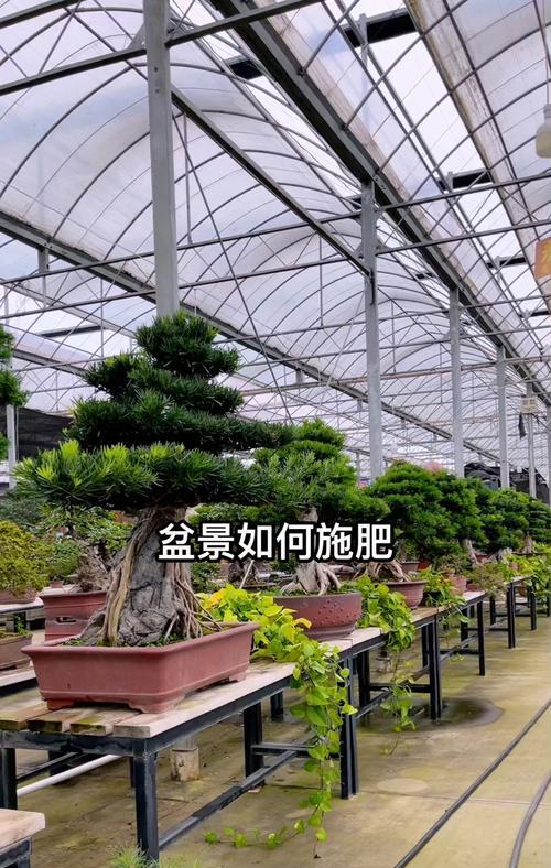 盆栽施肥过度后如何补救？
