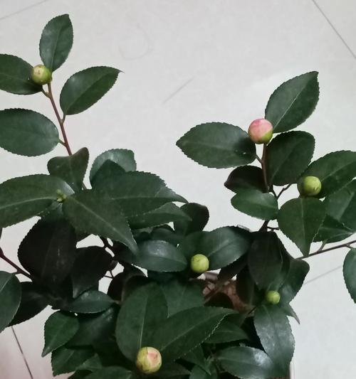 盆栽施肥过度后如何补救？