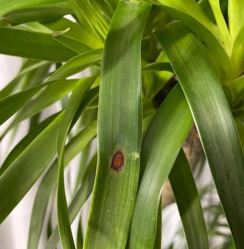 植物叶片出现锈斑的处理方法是什么？