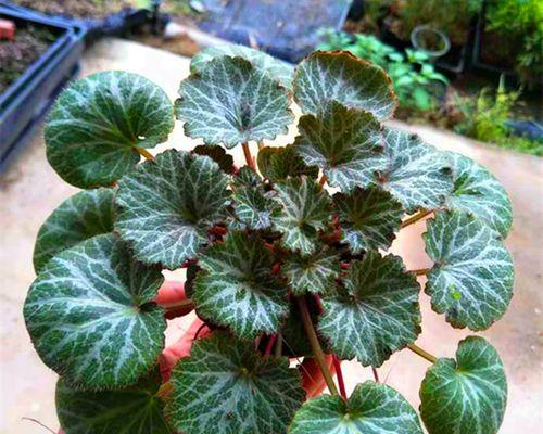 金丝荷叶种植方法：金丝荷叶的种植要点是什么？